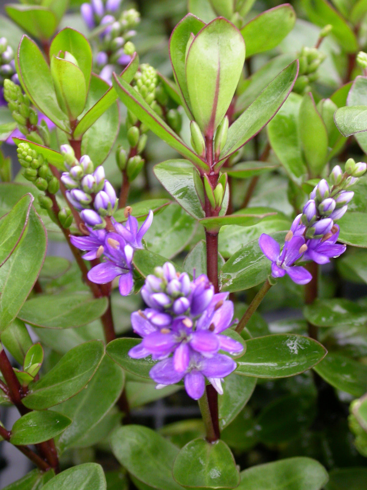 'Patty's Purple' Hebe