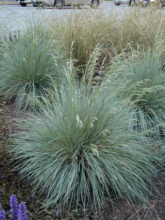 Helictotrichon sempervirens Blue Oat Grass