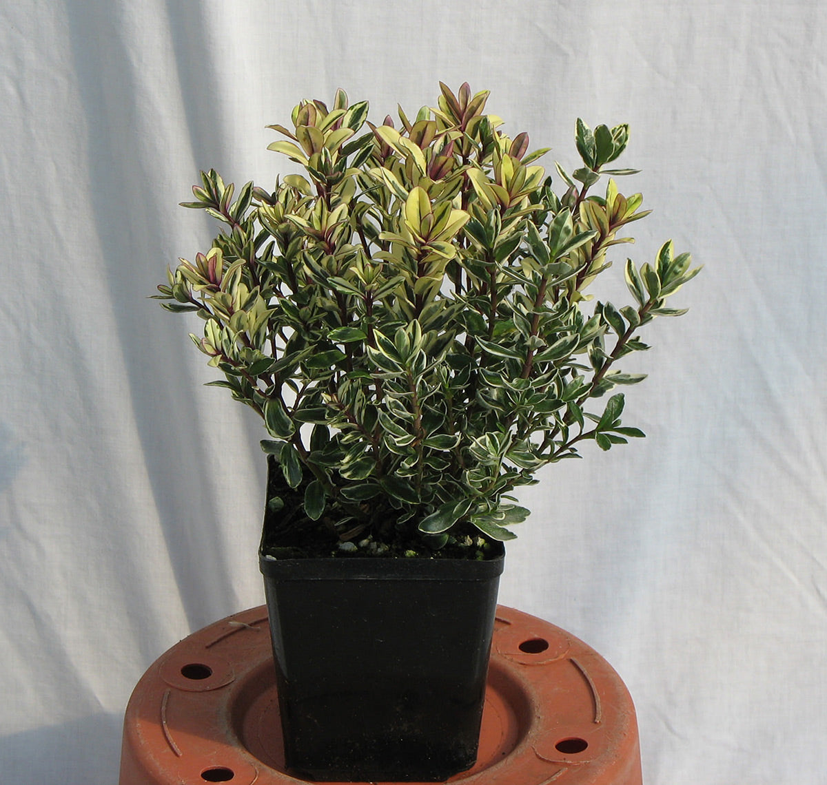 'Tricolor' Hebe - Variegated