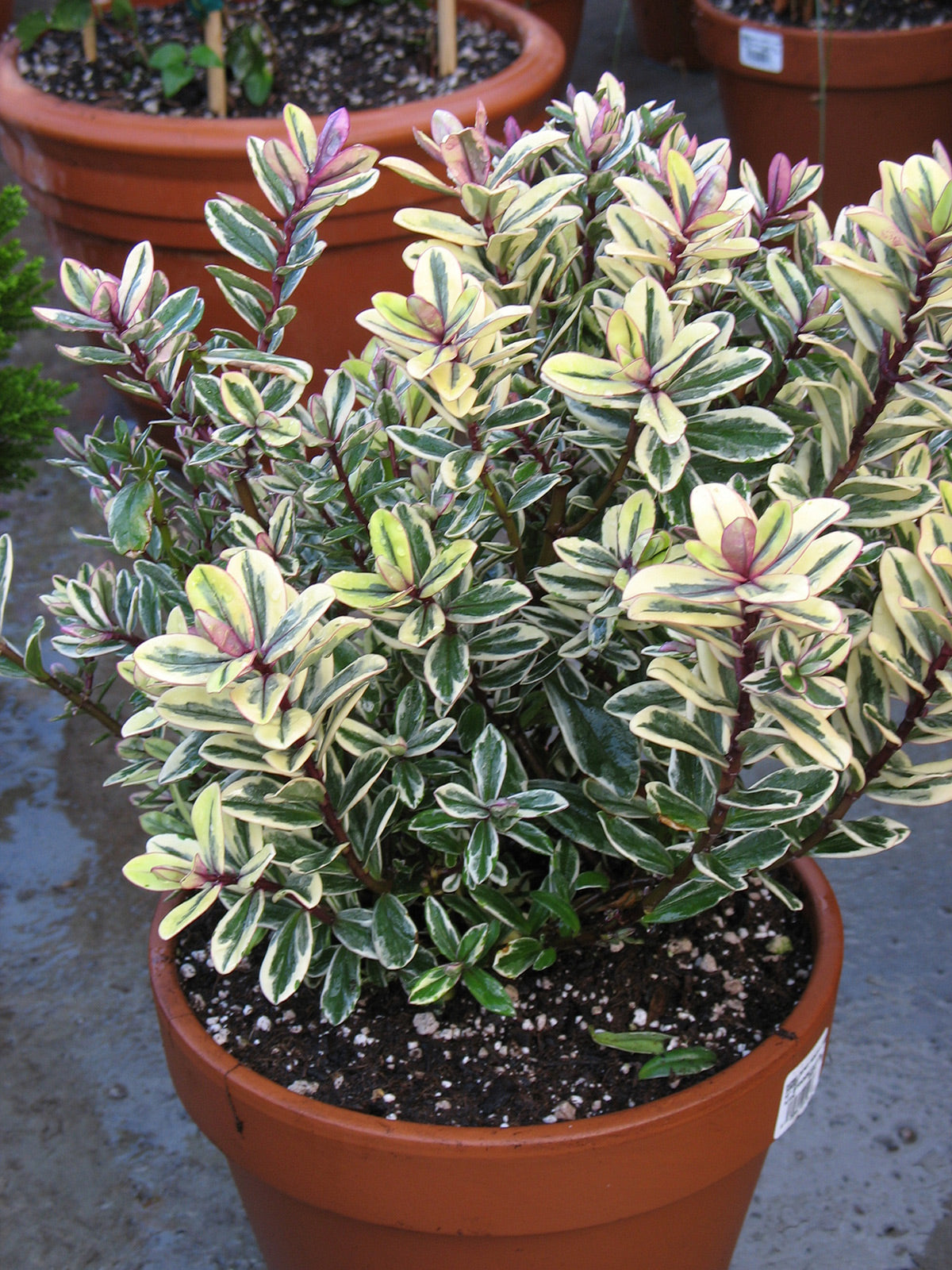'Tricolor' Hebe - Variegated