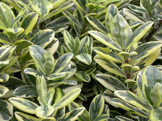 'Variegata' Hebe