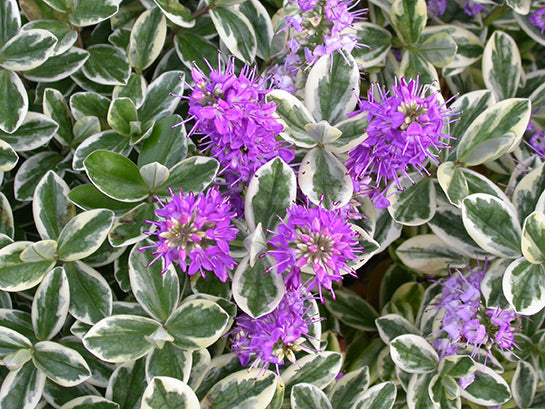 'Variegata' Hebe