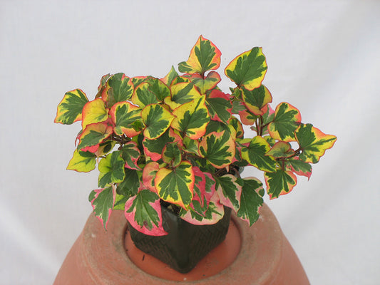 Houttuynia cordata Chameleon Plant