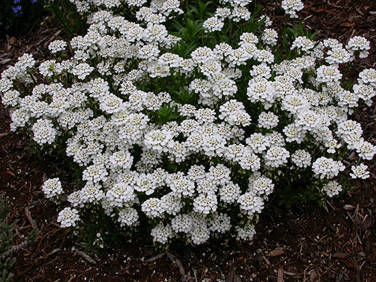 Iberis sempervirens 'Purity' Candytuft