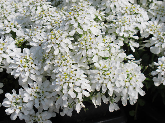 Iberis sempervirens 'Snow Cone' Candytuft