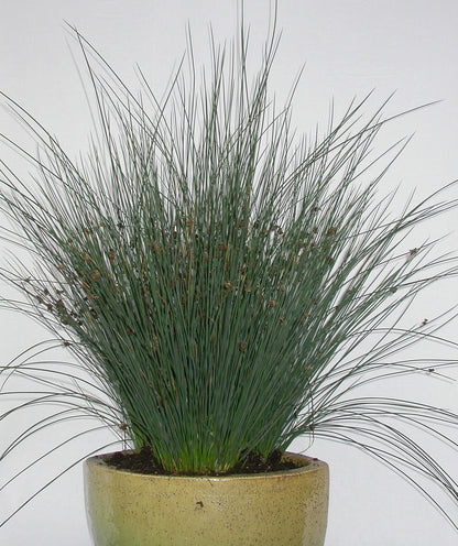 Juncus Elk Blue Rush