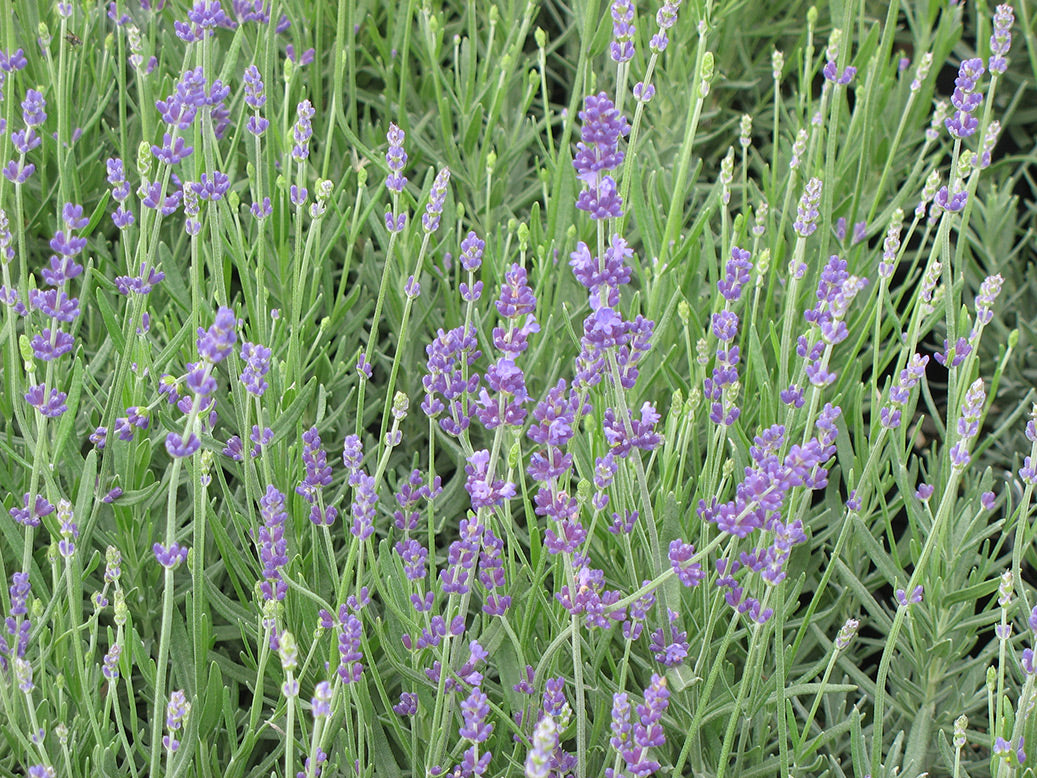 Hidcote Blue English Lavender