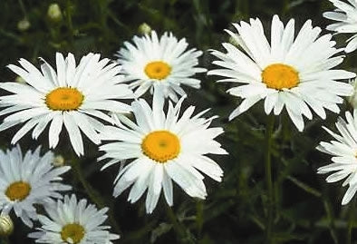 'Silver Princess' Shasta Daisy