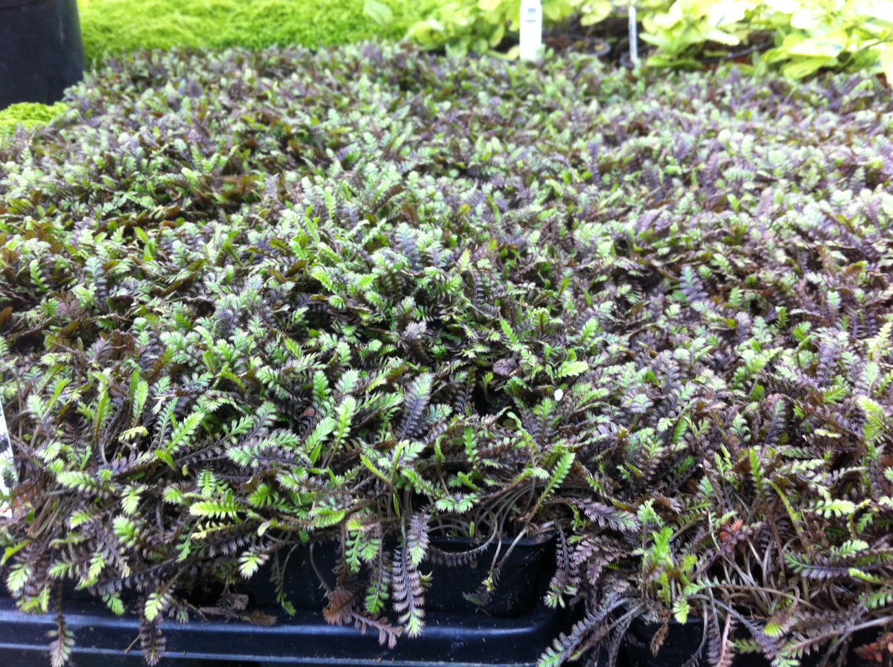 Leptinella 'Platt's Black' Brass Buttons