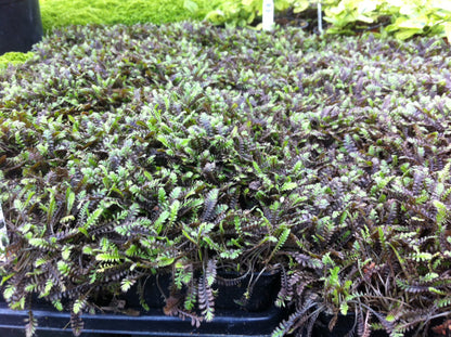 Leptinella 'Platt's Black' Brass Buttons