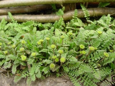 Leptinella Brass Buttons