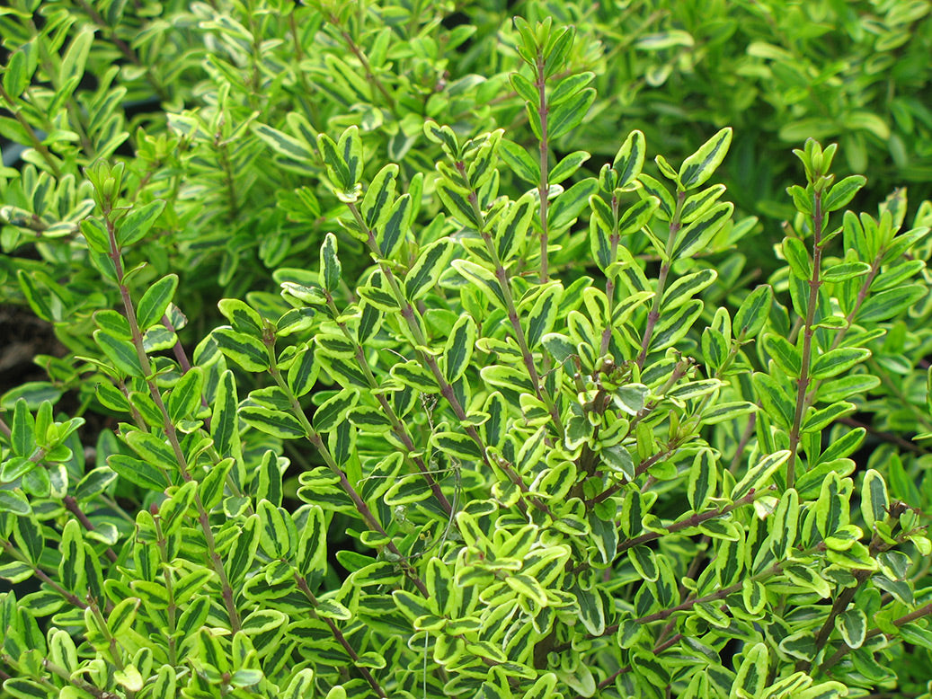 Lemon Beauty Box Honeysuckle