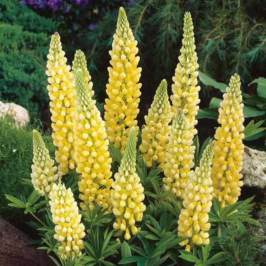 Lupinus regalis 'Gallery Yellow' Lupine