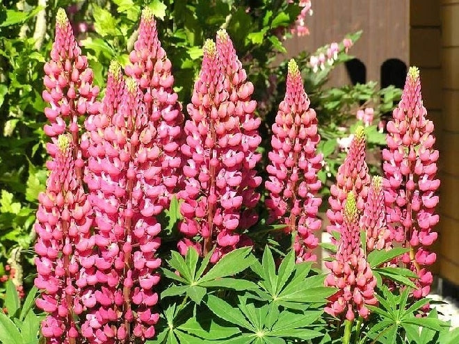 Lupinus regalis 'Gallery Pink' Lupine