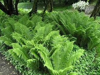 Jumbo Ostrich Fern Matteuccia struthiopteris 'The King'