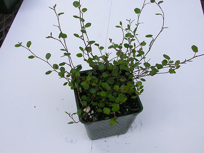 Muehlenbeckia Creeping Wire Vine