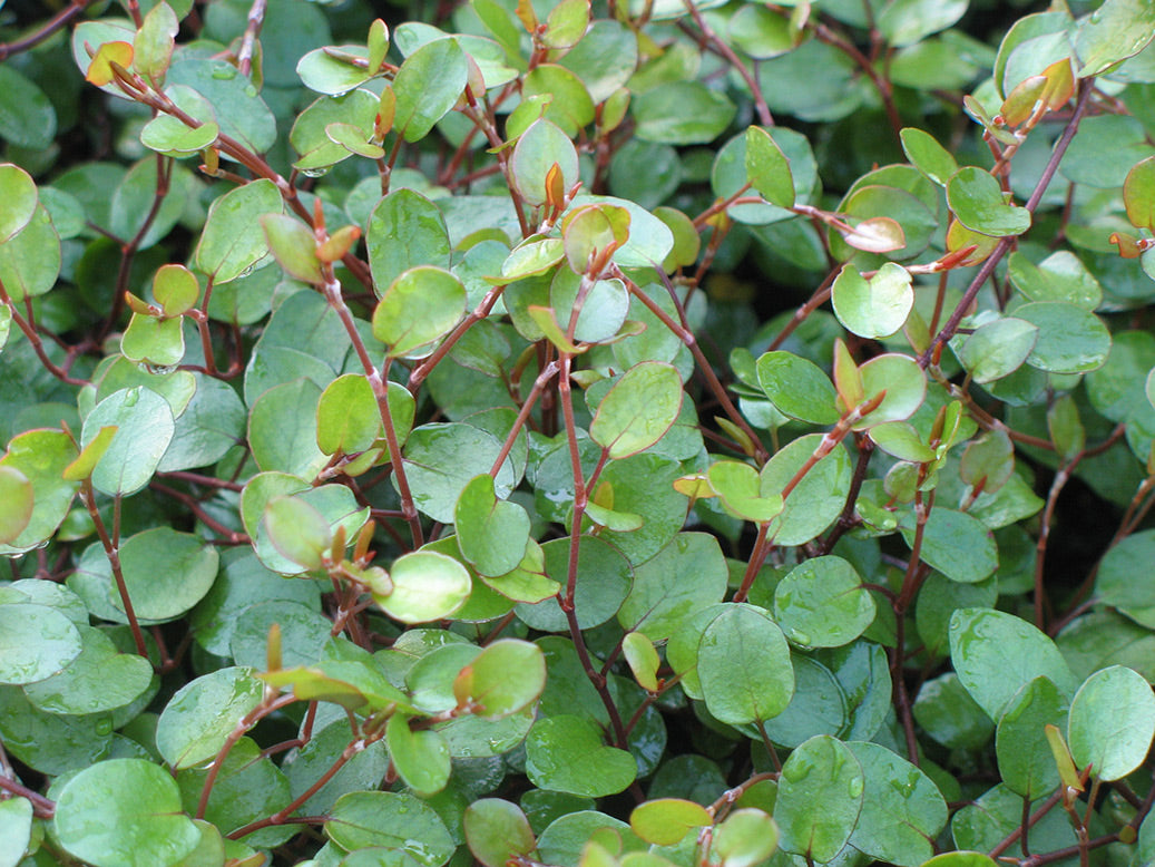 Muehlenbeckia Creeping Wire Vine