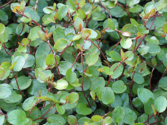 Muehlenbeckia Creeping Wire Vine