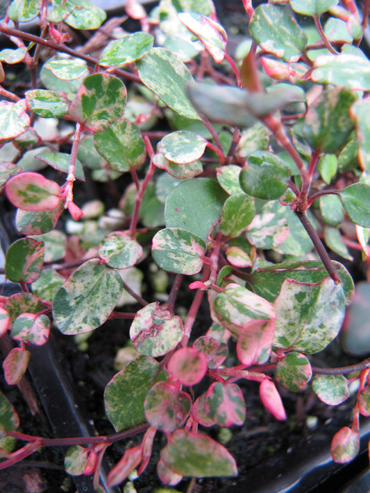 Muehlenbeckia Variegated Wire Vine
