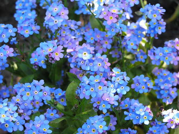 Myosotis sylvatica 'Bluesylva' Forget-Me-Not