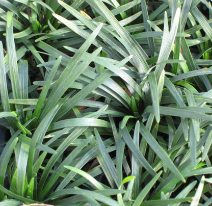 Dwarf Mondo Grass