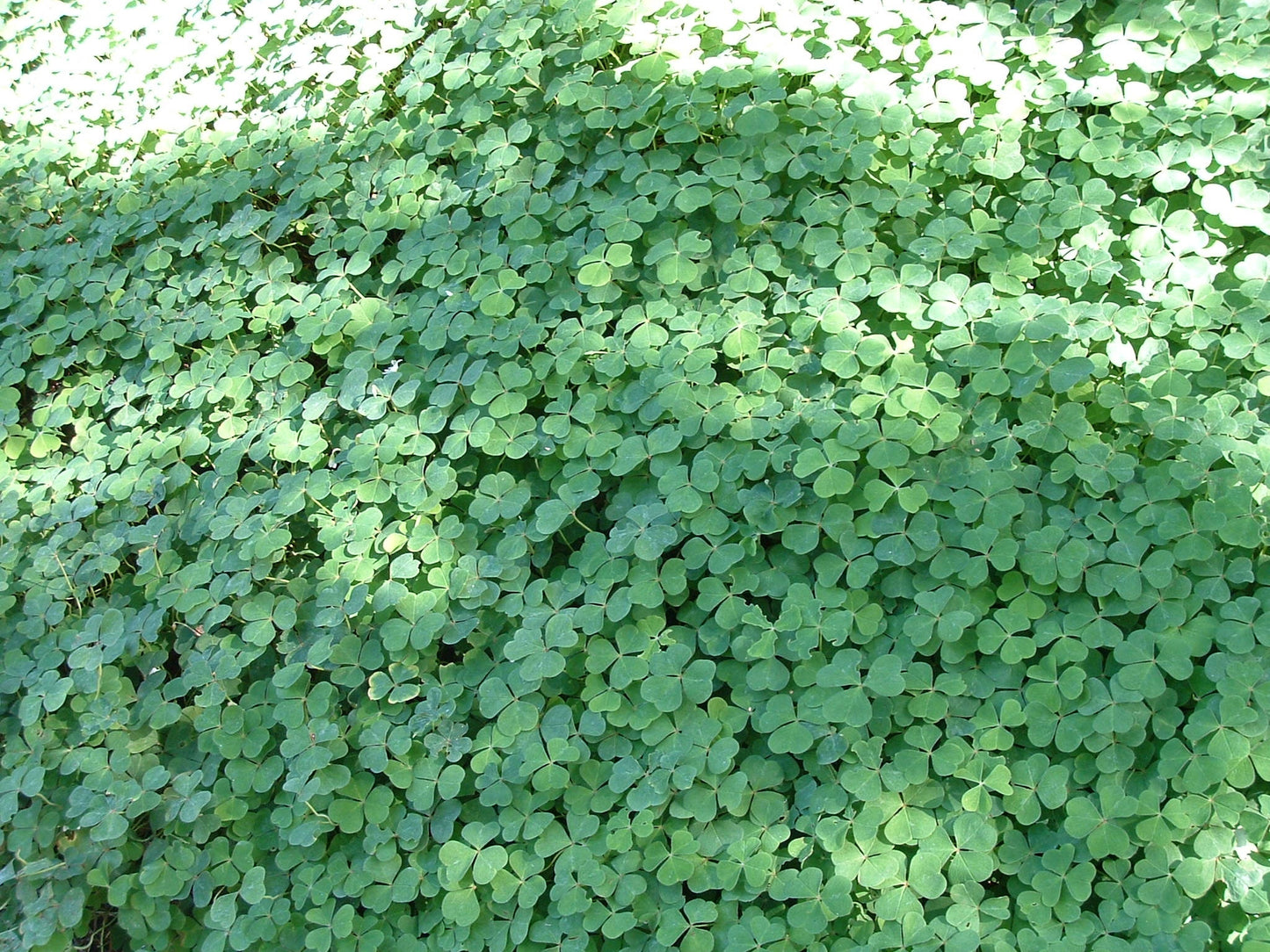 Evergreen Redwood Sorrel