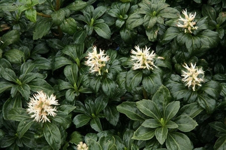 Pachysandra 'Green Sheen' Japanese Spurge