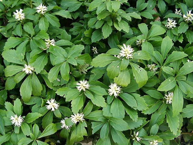 Pachysandra Green Carpet Japanese Spurge