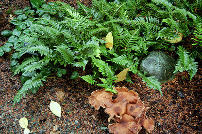 Leatherleaf Fern Polypodium scouleri