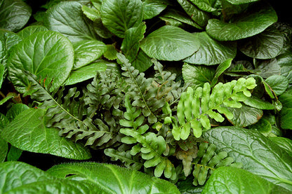 Leatherleaf Fern Polypodium scouleri
