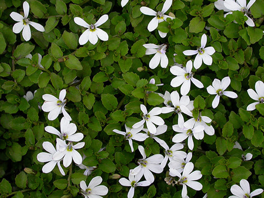 Pratia angulata White Star Creeper