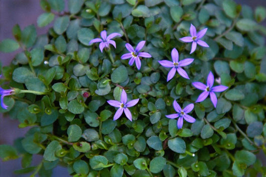 Pratia pedunculata 'County Park' Star Creeper