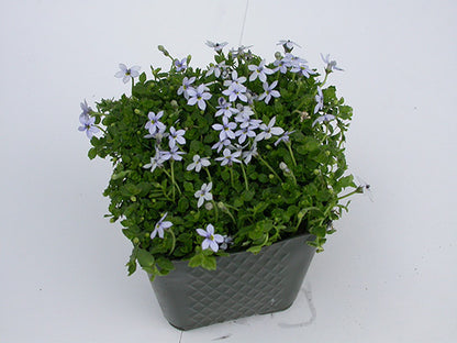 Pratia pedunculata Blue Star Creeper