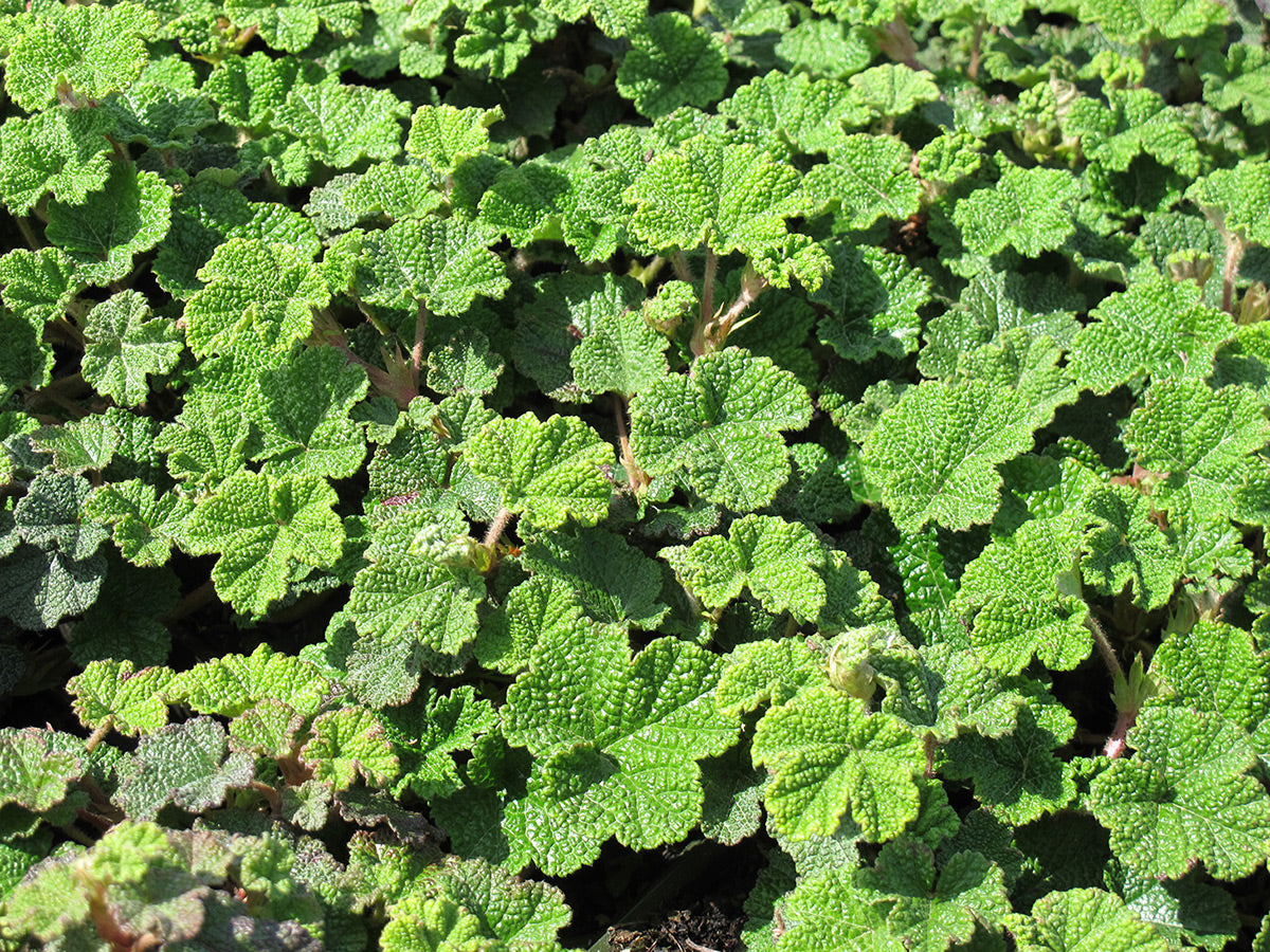 Creeping Taiwan Bramble