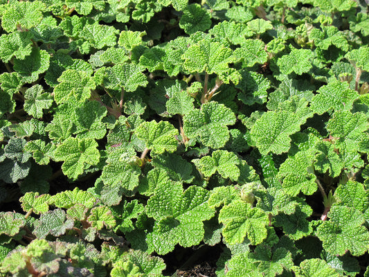 Creeping Taiwan Bramble