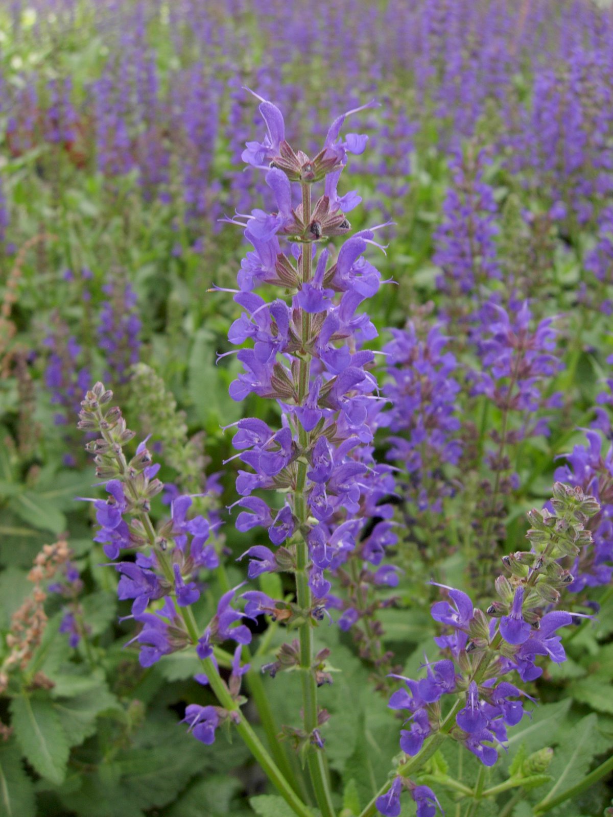 May Night Sage