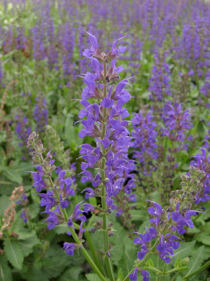 May Night Sage
