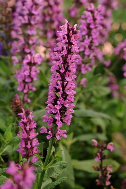 'New Dimension Blue' Garden Sage
