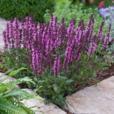 'New Dimension Blue' Garden Sage