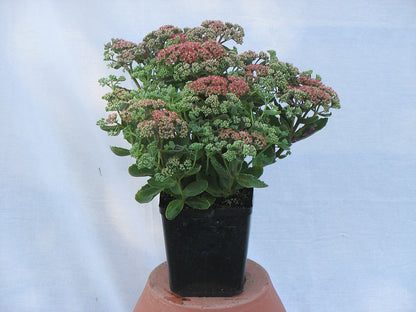 Autumn Joy Stonecrop