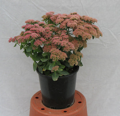 Autumn Joy Stonecrop