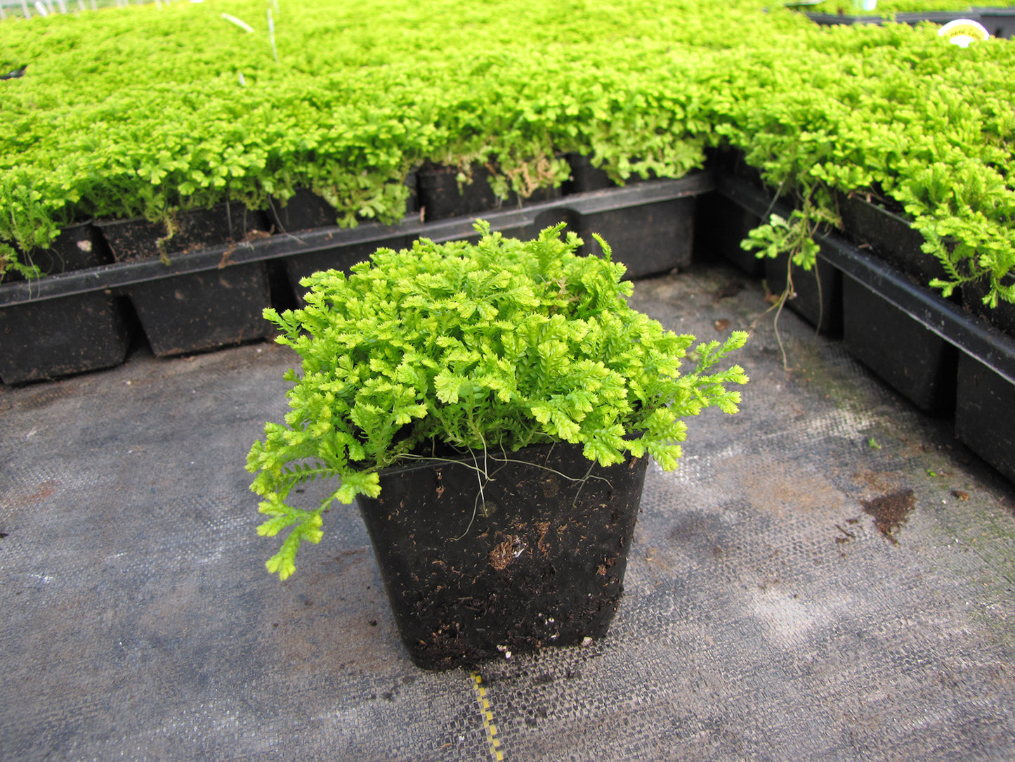 Selaginella kraussiana aurea Golden Spikemoss