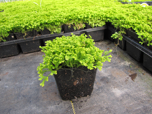 Selaginella kraussiana aurea Golden Spikemoss
