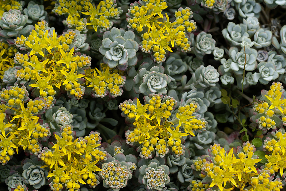Sedum 'Cape Blanco' Stonecrop