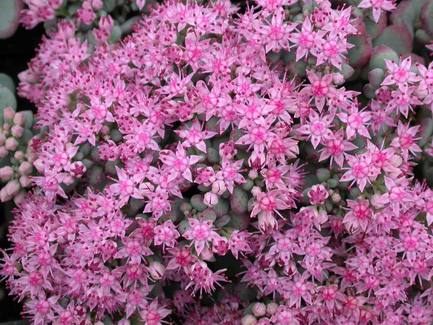 October Daphne Stonecrop