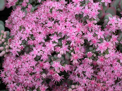 October Daphne Stonecrop