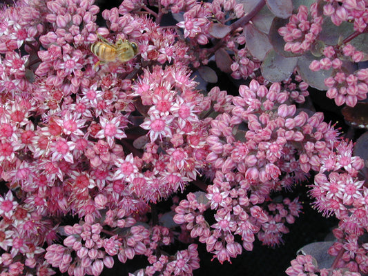 Vera Jameson Stonecrop