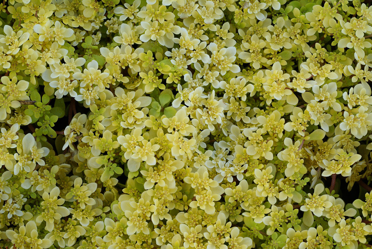 Soleirolia Golden Baby Tears