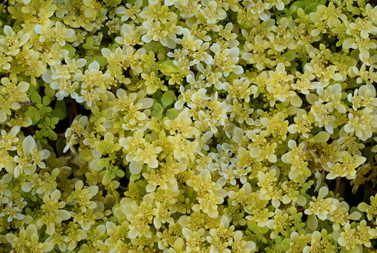 Soleirolia Golden Baby Tears