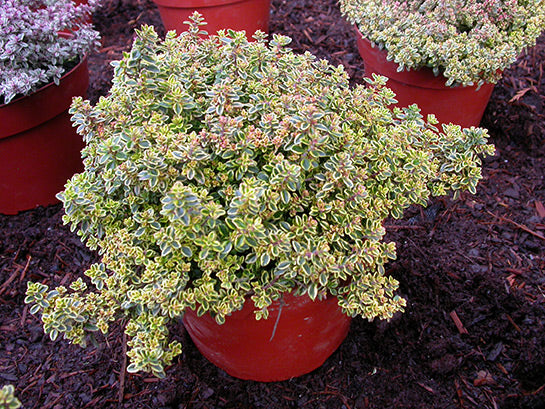 Lemon Thyme